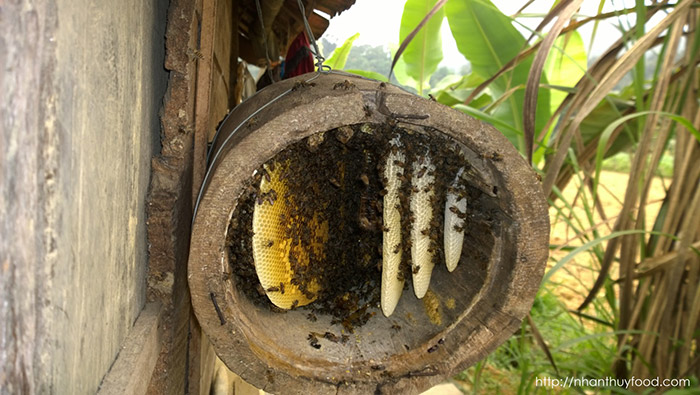 Tổi ong mật tự nhiên