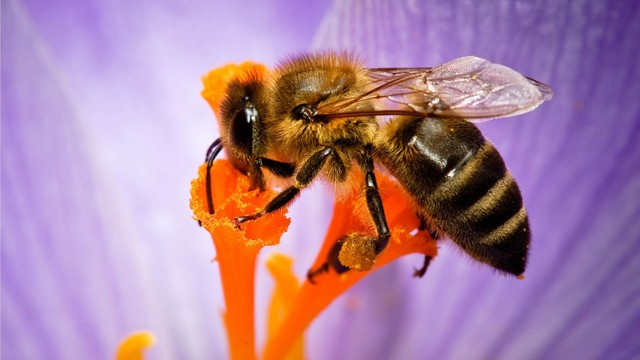 Ong nhập ngoại thường to hơn ong nội và đen hơn.