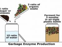 Công thức tạo enzyme rửa chén sinh học