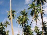 Cây dừa – Cây có cả ngàn công dụng
