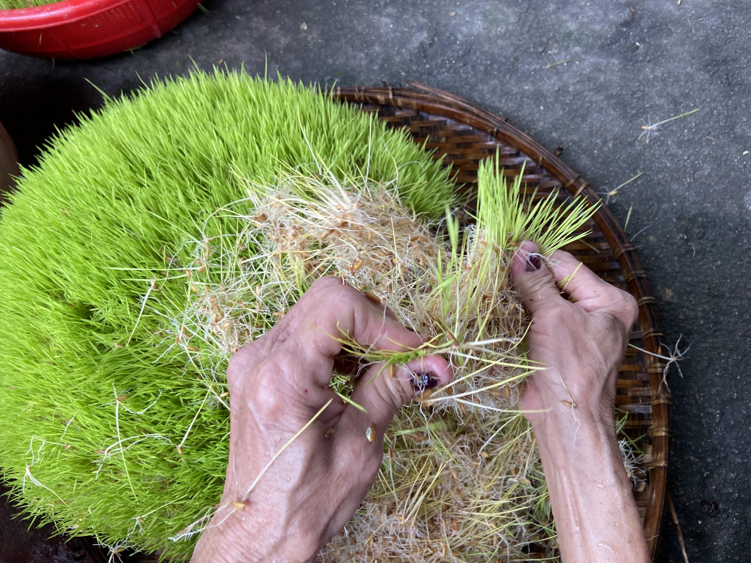 Mạch nha làm từ mộng lúa và gạo nếp